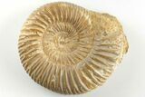 Polished Jurassic Ammonite (Perisphinctes) - Madagascar #203866-1